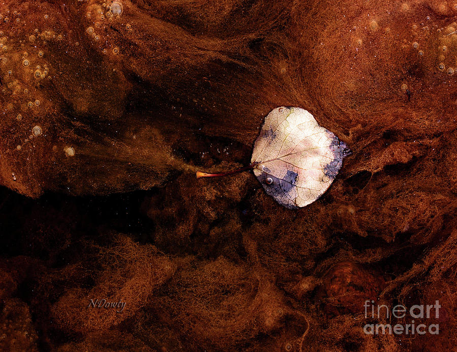 Aspen Leaf in Mud Wash Photograph by Natalie Dowty