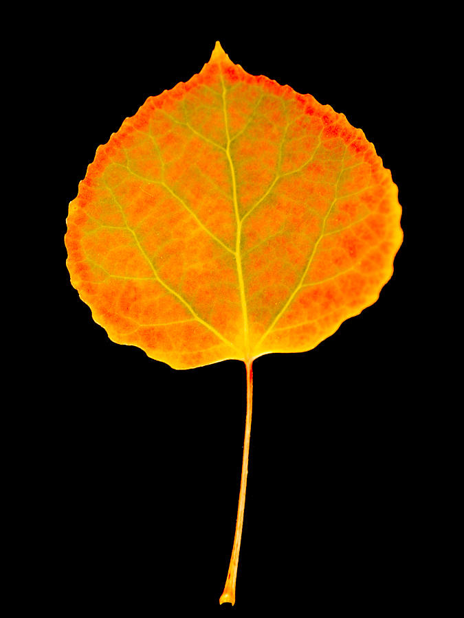 Aspen Leaf Glory Photograph