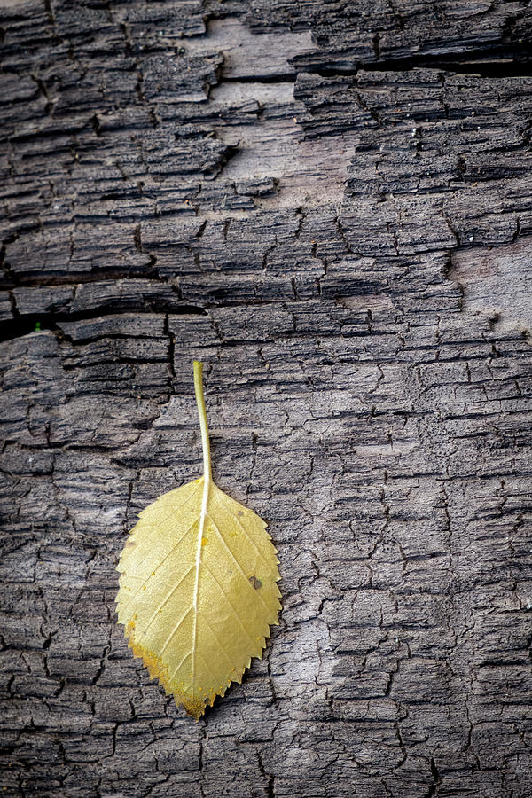 Aspen Leaf on Bark Photograph by Mary Lee Dereske