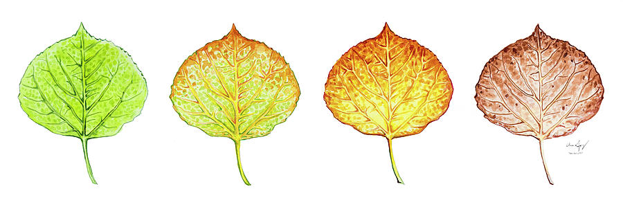 Aspen Leaf Progression Painting by Aaron Spong