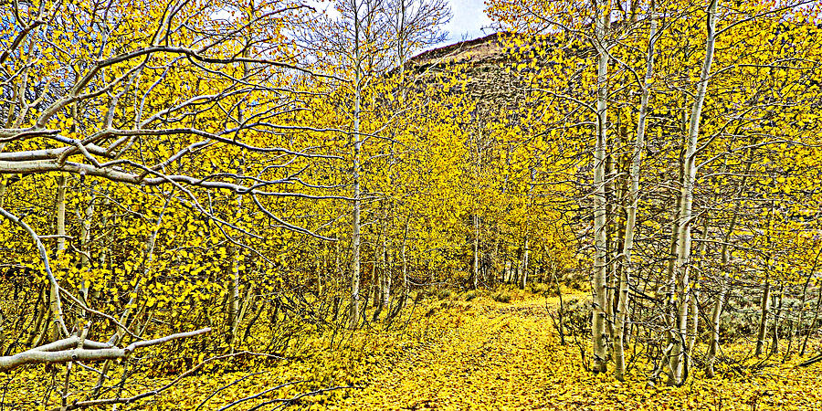 Aspen Leaf Road Photograph by L J Oakes