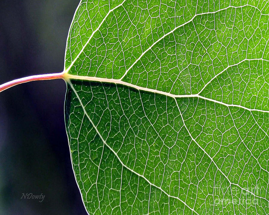 Aspen Leaf Veins Photograph by Natalie Dowty