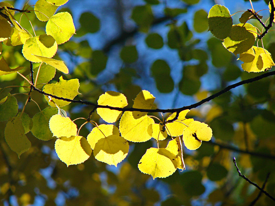 Aspen Leaves 1 Photograph by Diana Douglass