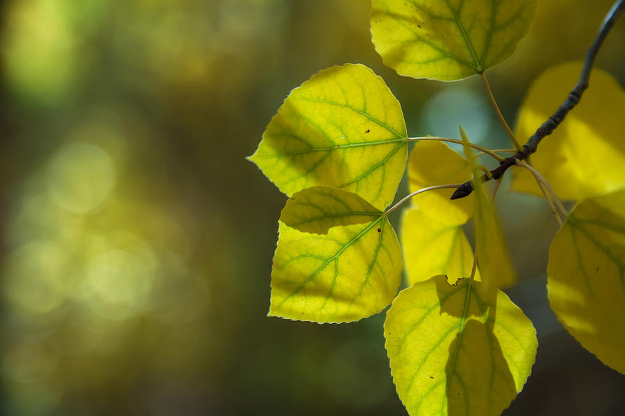 Aspen Leaves 2 Photograph by Jonathan Nguyen