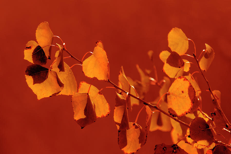 Aspen Leaves in Autumn Photograph by Frank Wilson