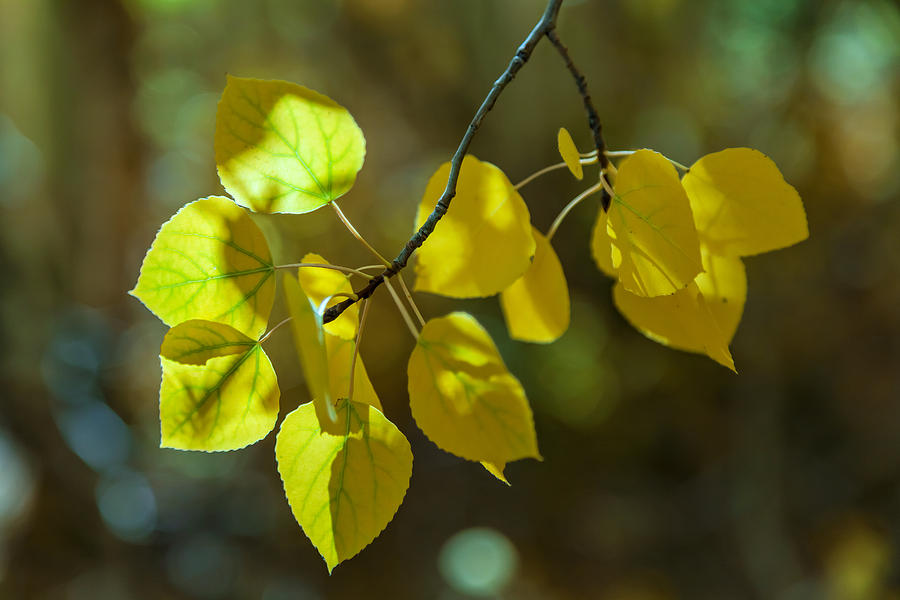 Aspen Leaves Photograph by Jonathan Nguyen