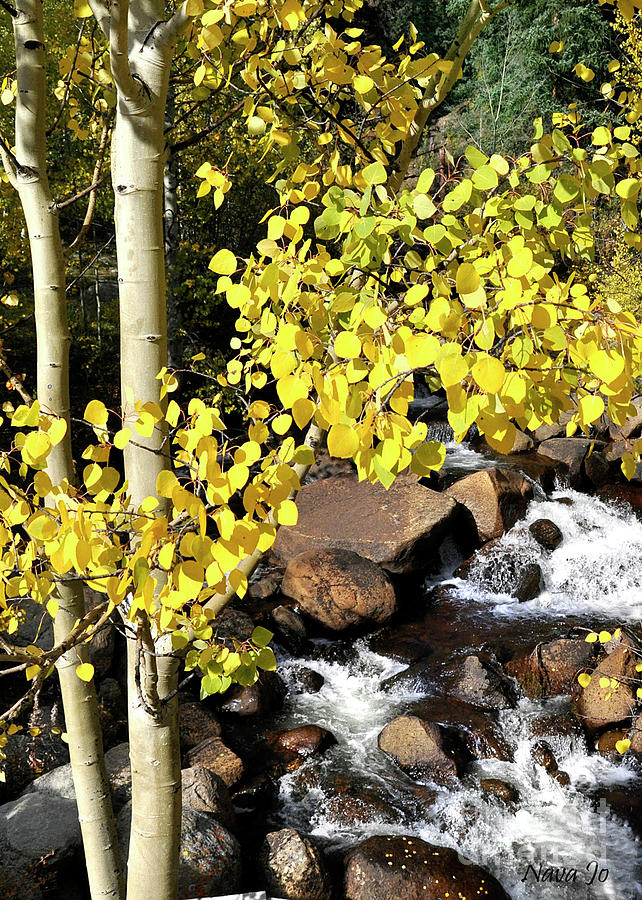 Aspen Leaves Photograph by Nava Thompson