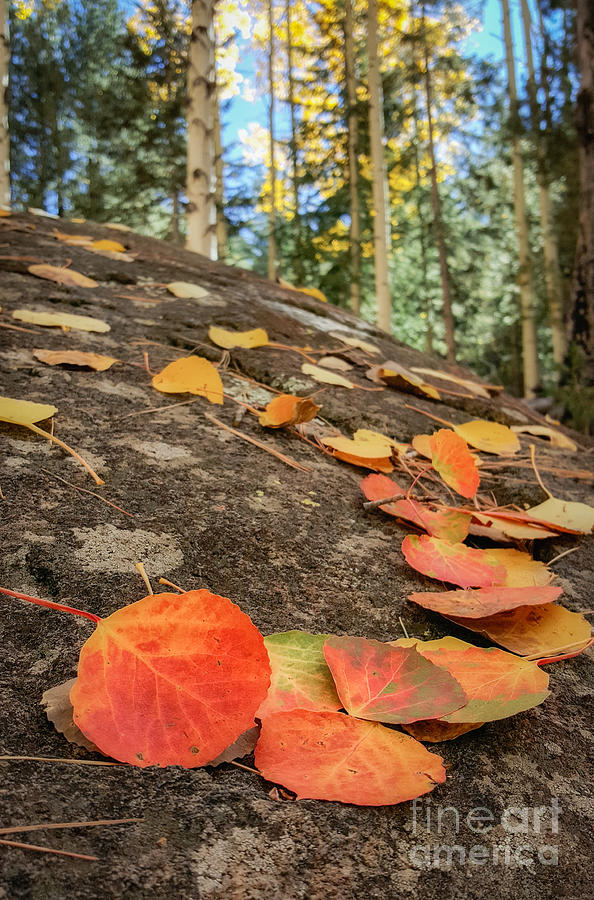 Aspen Leaves on Lichen Photograph by Marianne Jensen