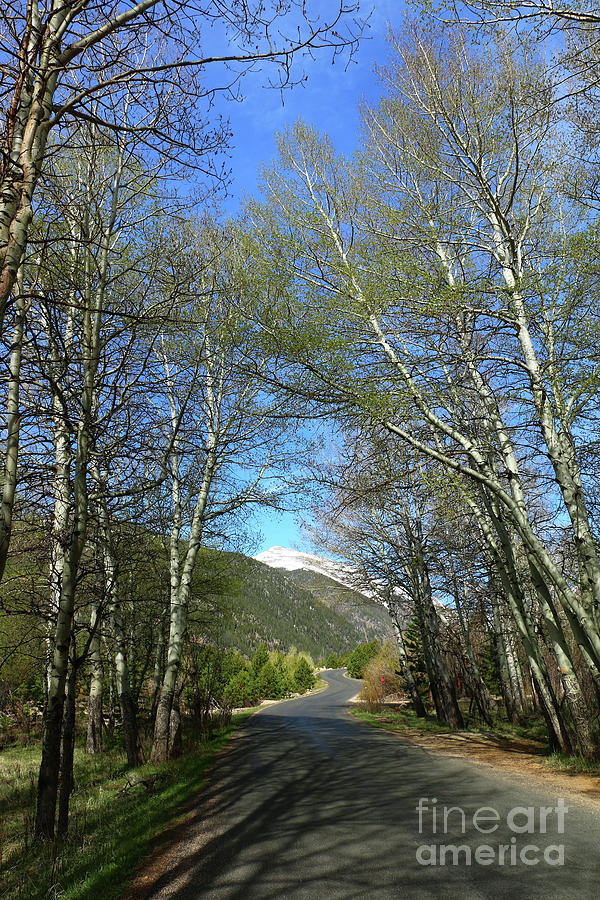 Aspen Lined Road Photograph by Christiane Schulze Art And Photography