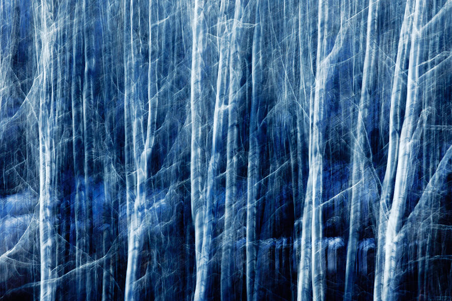 Tree Photograph - Aspen Magic by Todd Klassy