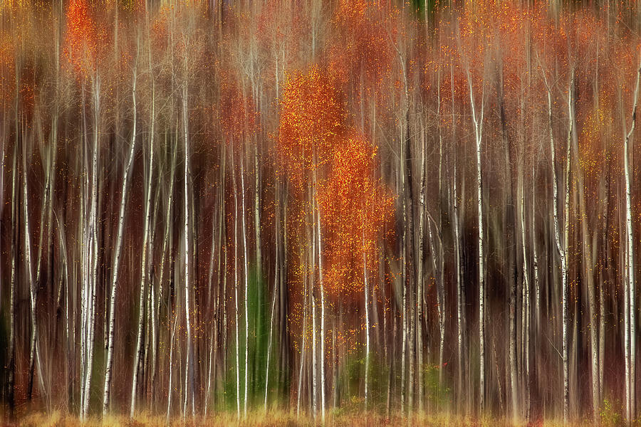 Fall Photograph - Aspen Motion II, Sturgeon Bay by Jakub Sisak