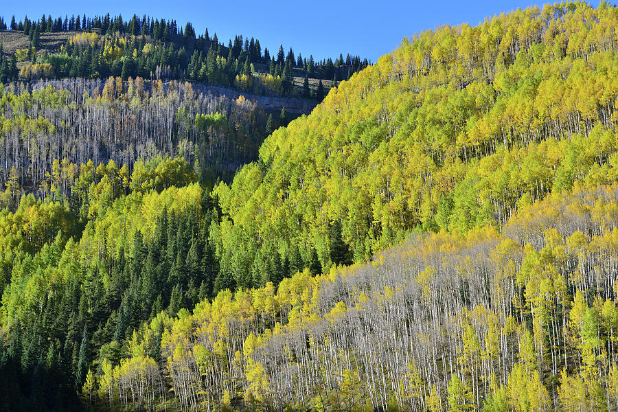 Aspen Mountainside Above Million Dollar Highway Photograph by Ray Mathis