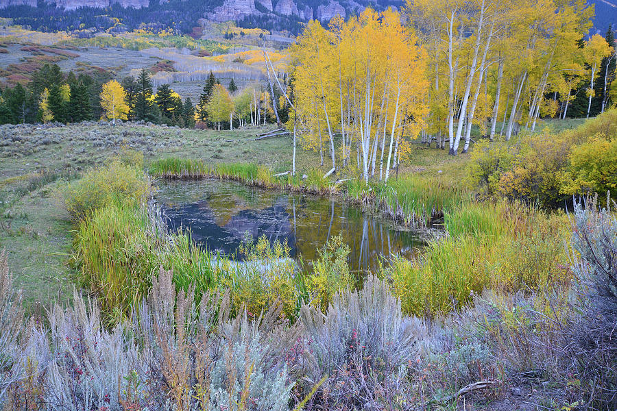 Aspen Pond in Big Cimarron Photograph by Ray Mathis