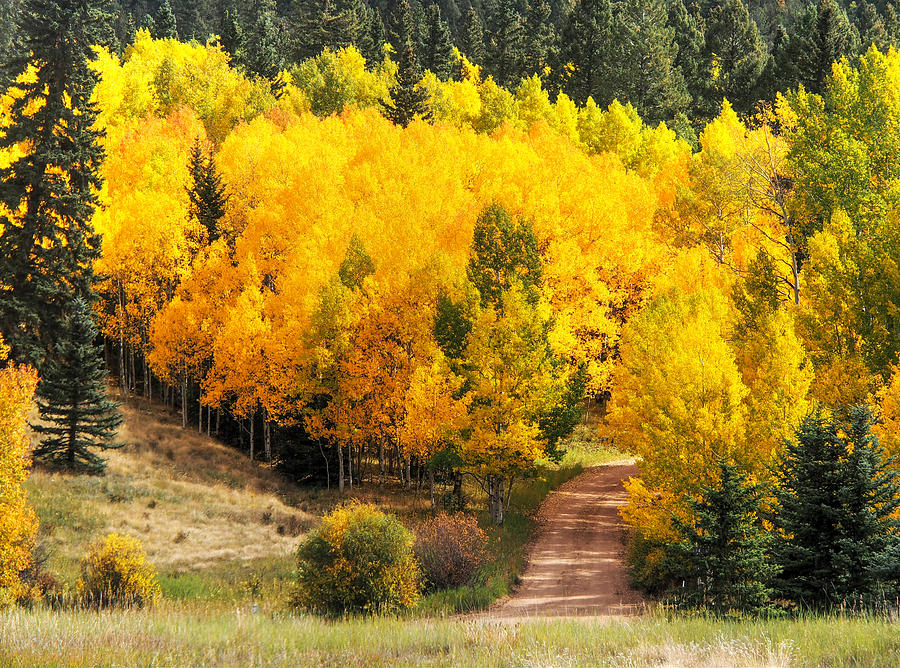 Aspen Road #7 Photograph by Lynn Hall | Fine Art America