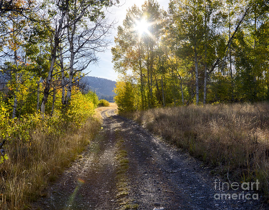 Aspen Road Photograph by Idaho Scenic Images Linda Lantzy