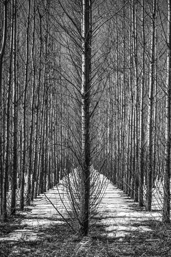 Aspen Rows Photograph by Paul Freidlund