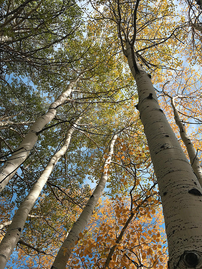 Fall Photograph - Aspen Sky by Jennifer Chlarson