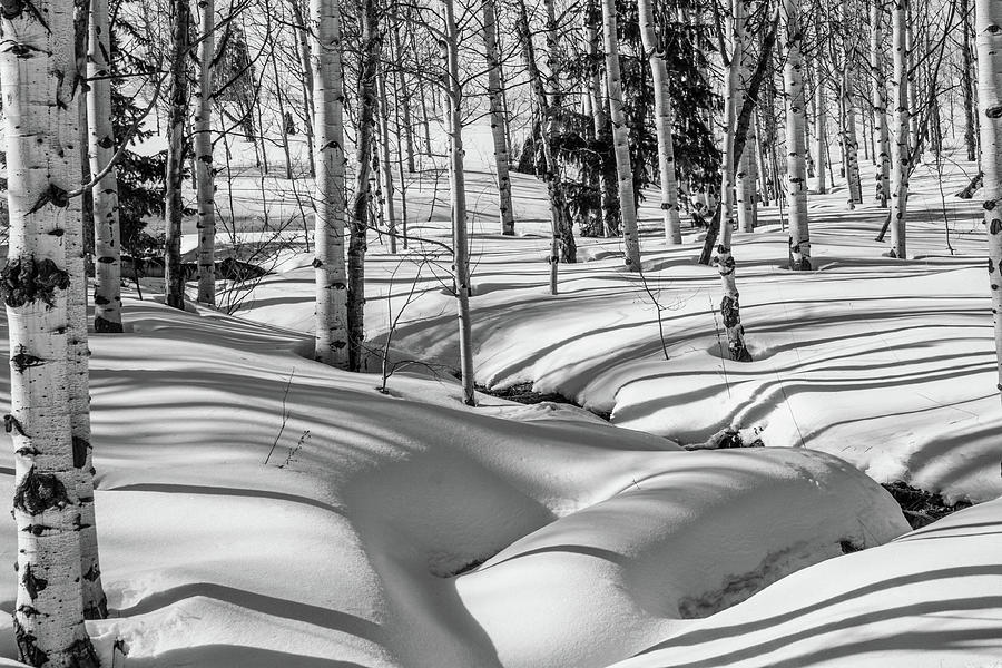 Winter Photograph - Aspen Snow by Dee Johnson