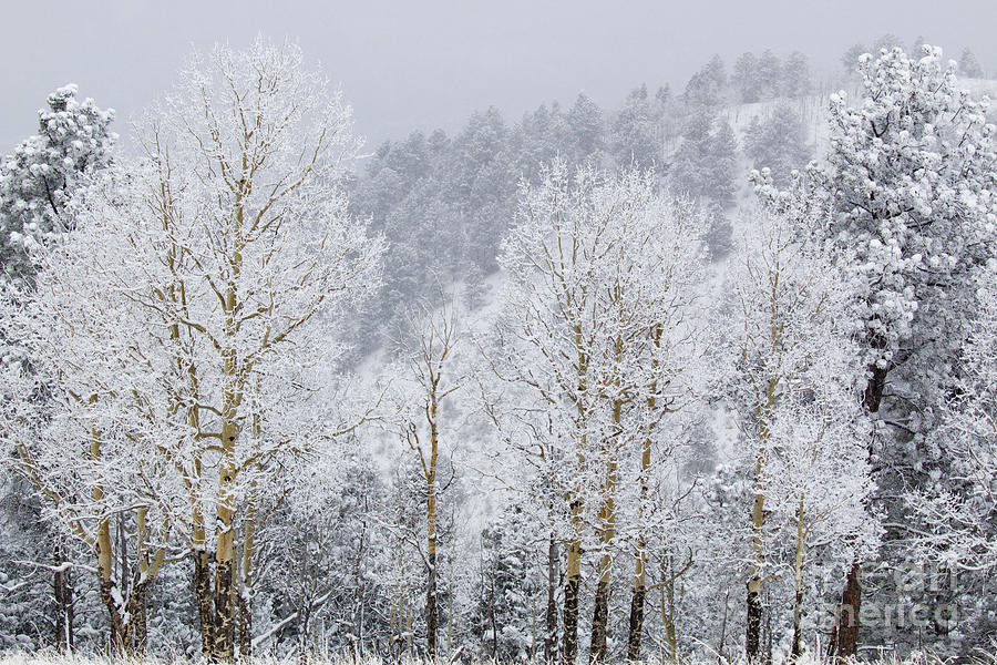 Aspen Snow in the Pike National Forest Photograph by Steven Krull