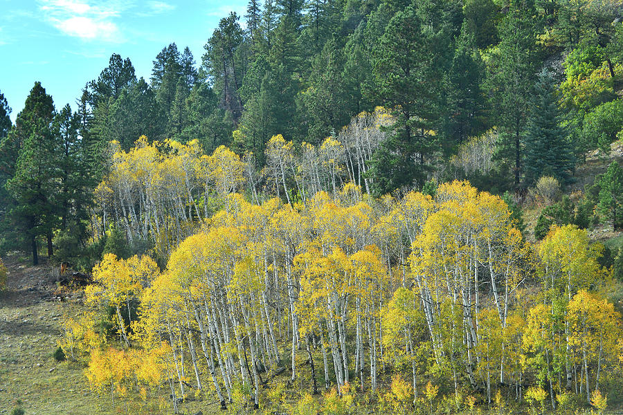 Aspen Stand along Highway 62 Photograph by Ray Mathis