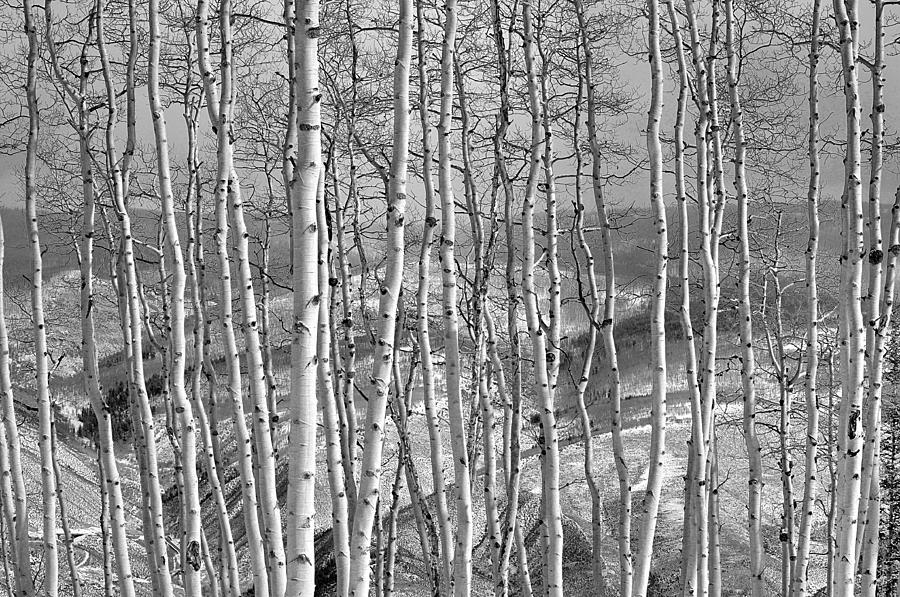 Tree Photograph - Aspen Stand in Black and White by Kevin Munro