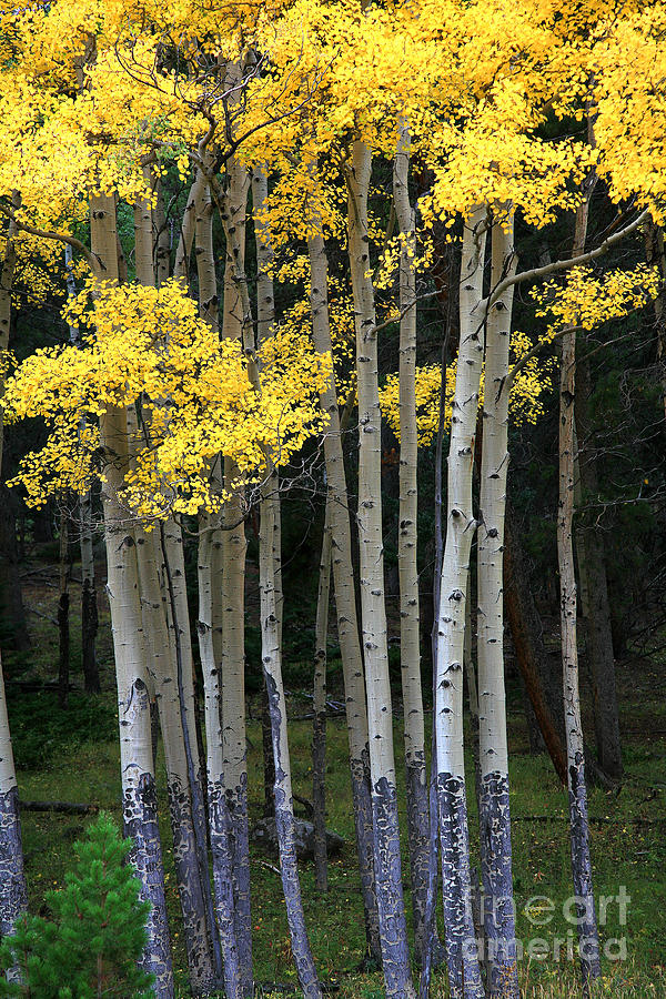 Aspen Stand Photograph by Timothy Johnson
