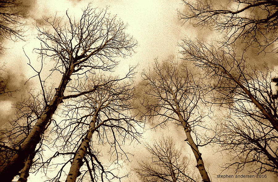 Aspen by Stephen Andersen Aspen by Stephen Andersen