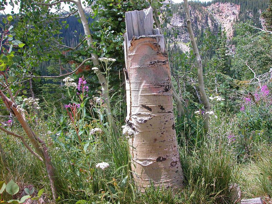 Aspen Stump Photograph by Lorraine Baum | Fine Art America