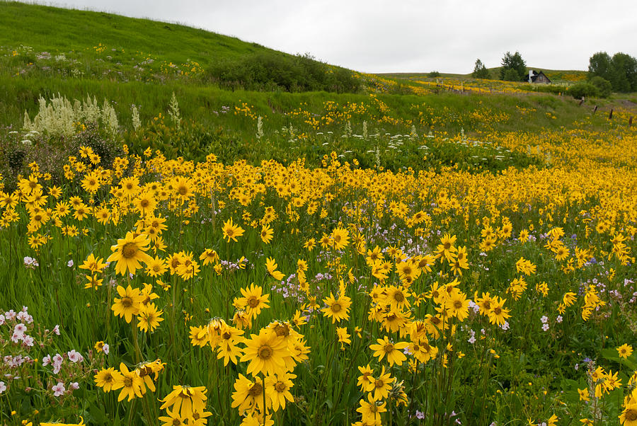 Aspen Sunflower Meadow Landscape Photograph by Cascade Colors