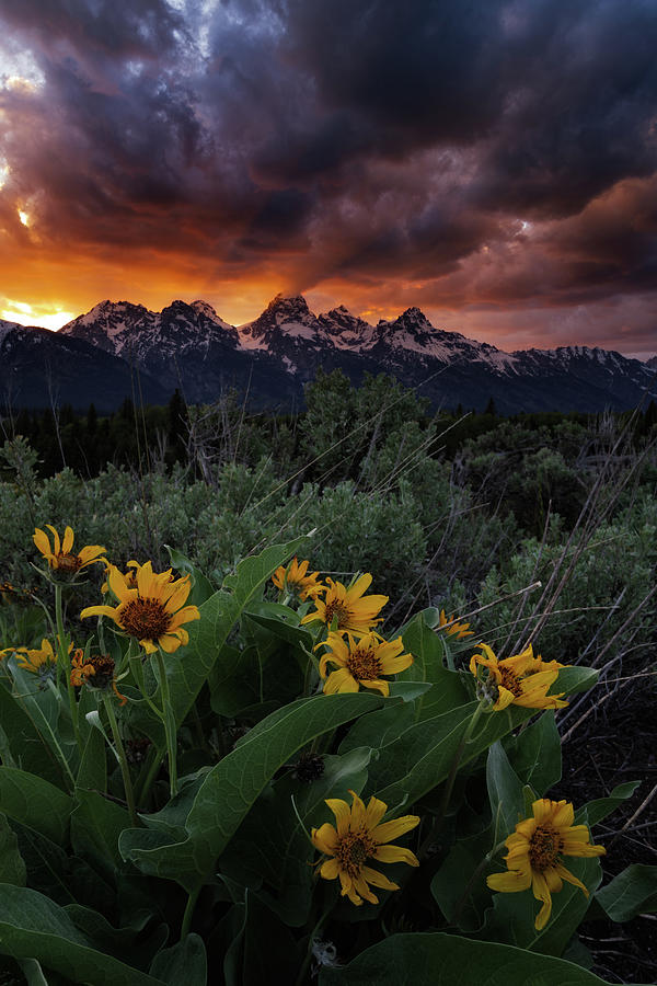 Aspen Sunflower Sunset In The Tetons Photograph