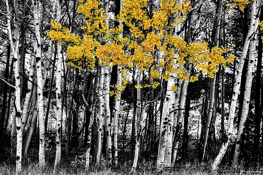 Aspen Touch of Orange Photograph by James BO Insogna