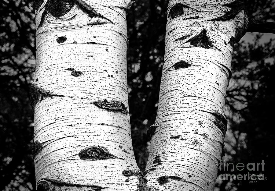 Aspen Tree Art Photograph by David Millenheft