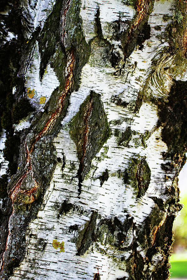 Aspen Tree Bark Faces Digital Art by Tom Janca