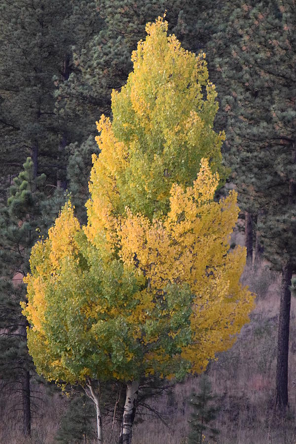 Aspen Tree Fall Colors CO Photograph by Margarethe Binkley
