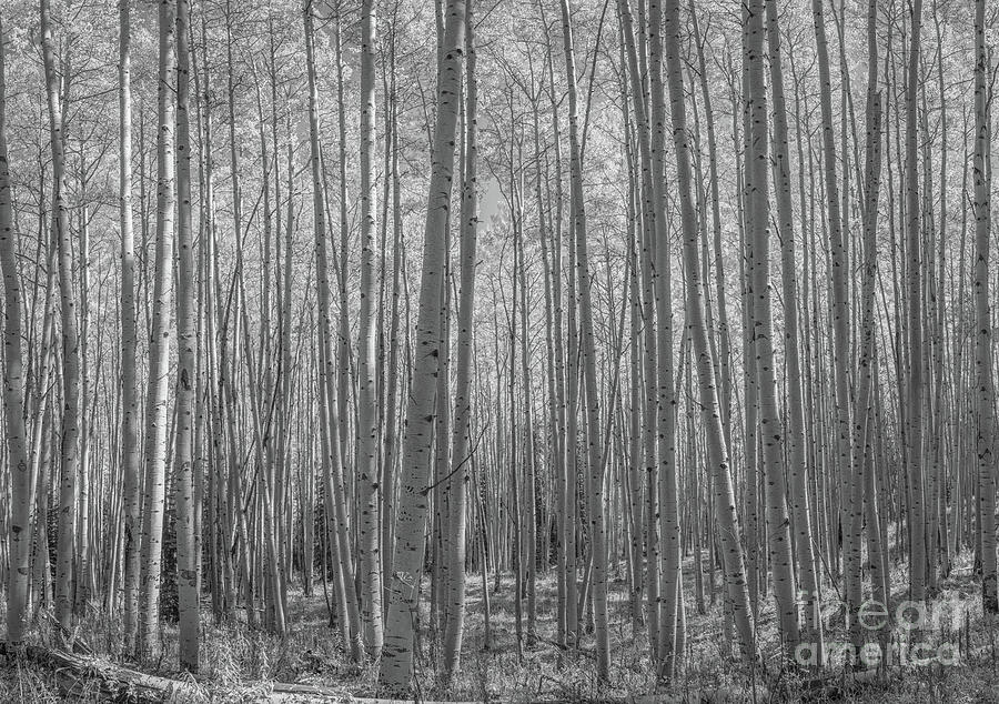 Aspen Tree Forest in Autumn BW Photograph by Michael Ver Sprill