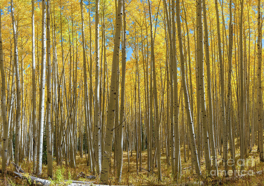 Aspen Tree Forest in Autumn  Photograph by Michael Ver Sprill