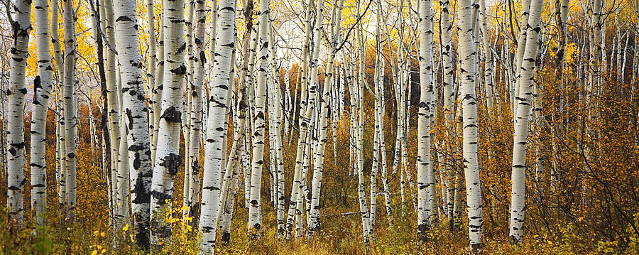 Aspen Tree Grove Photograph by Ron Dahlquist - Printscapes