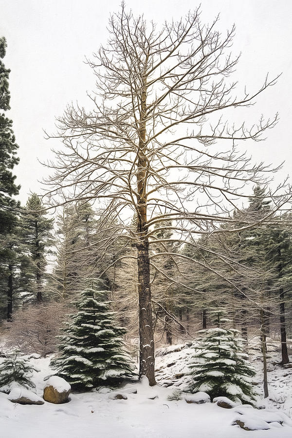 Aspen Tree in a Pine Forest Photograph by Maria Coulson