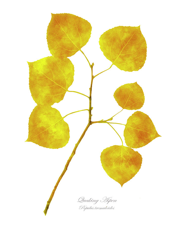 Aspen Tree Leaf Art Photograph by Christina Rollo