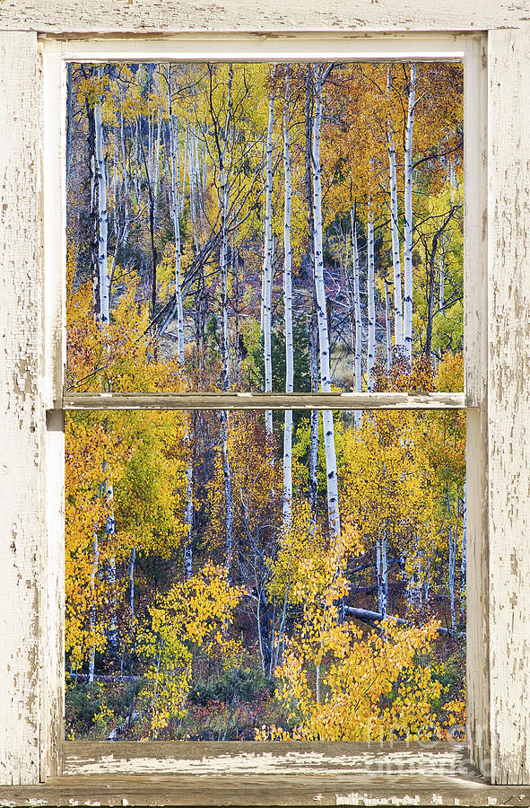 Aspen Tree Magic Cottonwood Pass White farm House Window Art Photograph by James BO Insogna