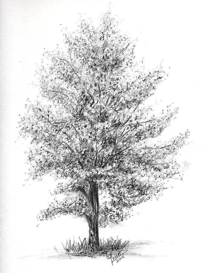 Aspen tree Drawing by Swati Singh Fine Art America