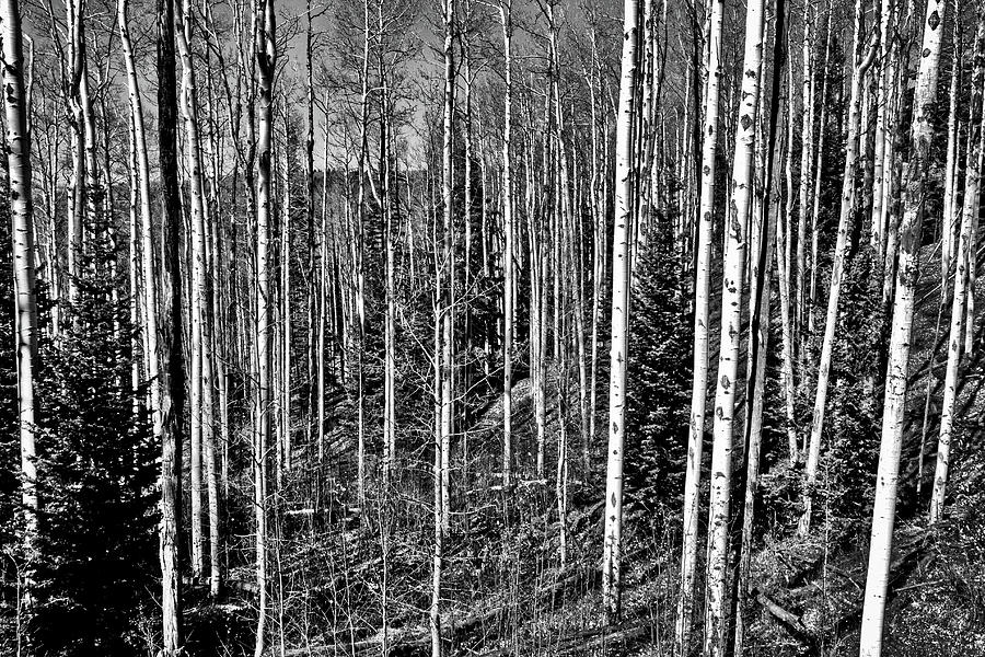 Aspen Trees #2 Photograph by Stuart Litoff