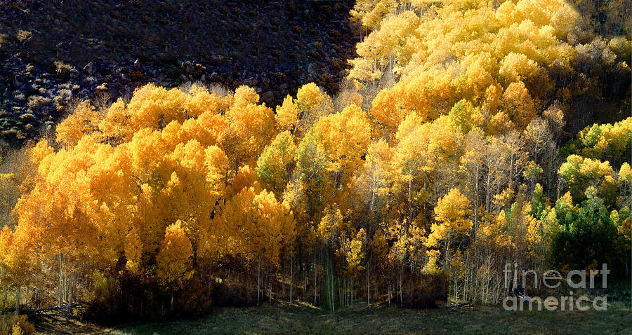 Aspen Trees a few kilometers north of Mono Lake Panorama Photograph by Wernher Krutein
