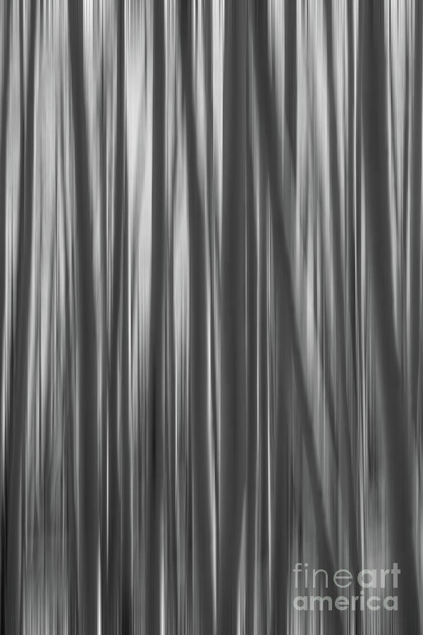 Aspen Trees Abstract BW Photograph by Michael Ver Sprill