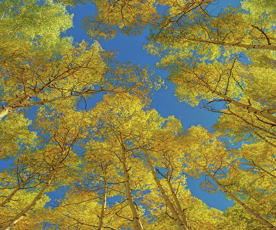 Aspen Trees Against Sky  Digital Art by Lena Owens - OLena Art Vibrant Palette Knife and Graphic Design