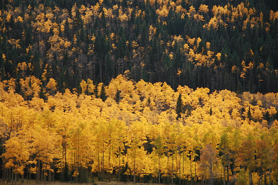 Aspen Trees Photograph by Arlys Krim - Fine Art America