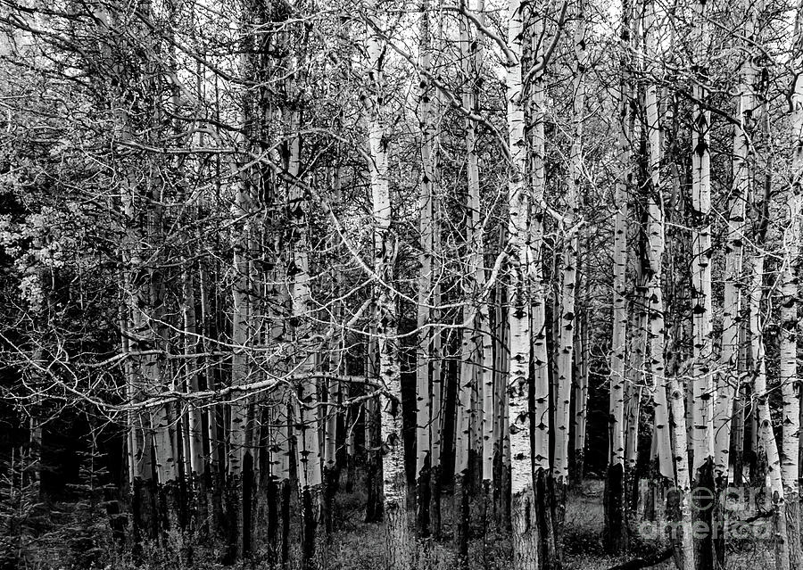 Aspen Trees Canadian Rockies Black and White Photograph by Blake Webster