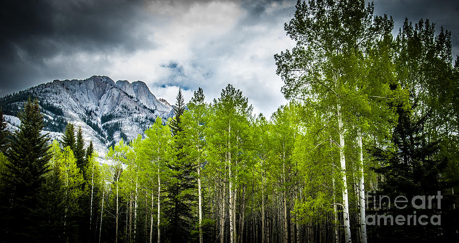 Aspen Trees Canadian Rockies Photograph by Blake Webster