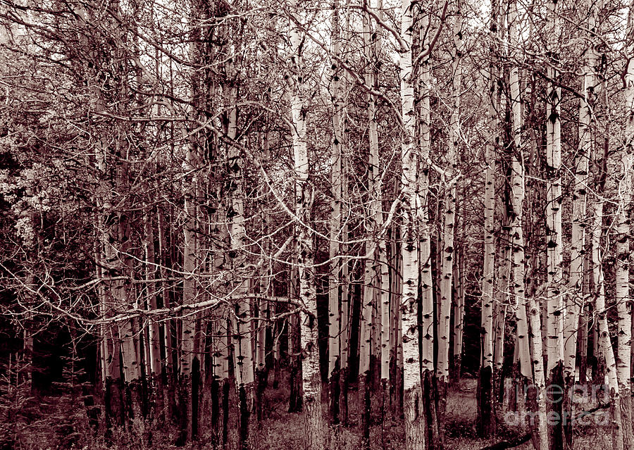 Aspen Trees Canadian Rockies Duo Tone Photograph by Blake Webster
