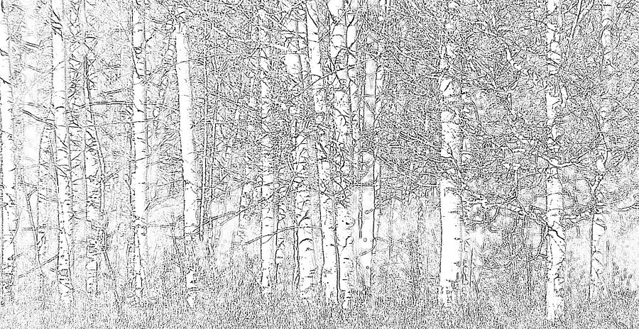 Aspen Tree Wallpaper Photograph by Charlotte Schafer